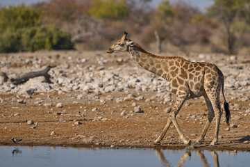 Giraffe (Giraffa camelopardalis) drinking at a waterhole in Etosha National Park, Namibia      