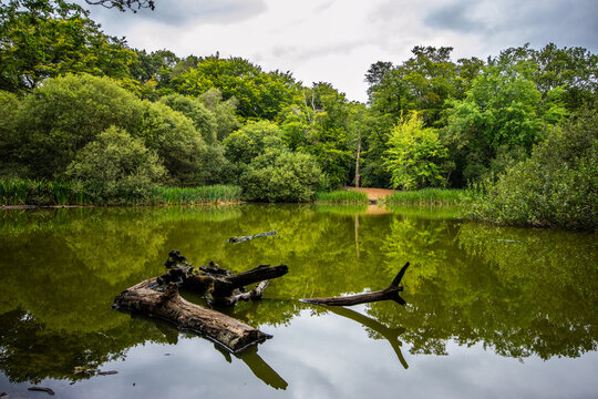 Blackweir Pond or better known as the 'Lost Pond', is often considered Epping Forest's most picturesque and tranquil - a perfect spot for quiet contemplation.