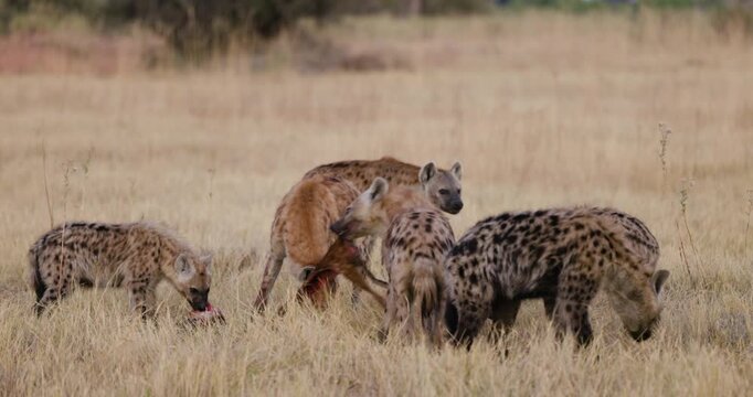 Close-up. Small group of Spotted Hyena feeding off an impala carcass