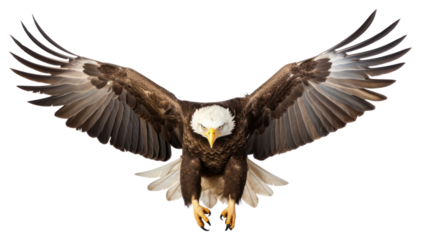 PNG Bald eagle animal flying bird.