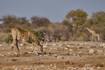 Giraffe (Giraffa camelopardalis) drinking at a waterhole in Etosha National Park, Namibia      