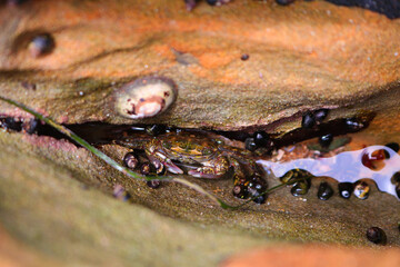 Crab captured in Laguna Beach, California
