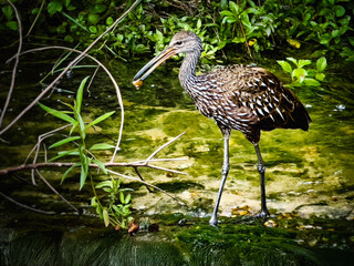 Limpkin Wading Bird