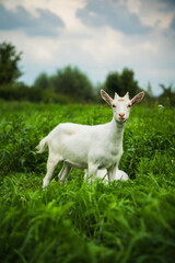 A curious, cute goat is looking at me A kid in a field, in the thick tall grass