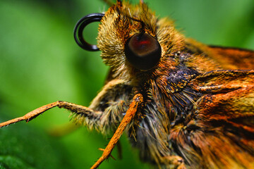 Skipper butterfly close-up, with proboscis
