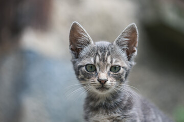 Cute little gray cat with green eyes on blurred background. Selective focus.