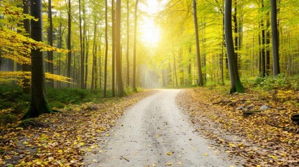 Obraz premium A road in a forest with leaves on the ground