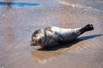 Obraz premium views around Grenen/ Skagen on the north tip of Denmark