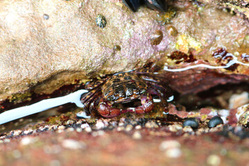 Crab captured in Laguna Beach, California