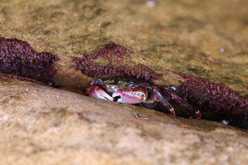 Crab captured in Laguna Beach, California