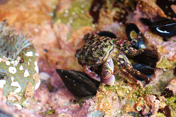 Crab captured in Laguna Beach, California