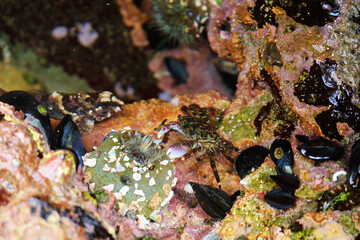 Crab captured in Laguna Beach, California