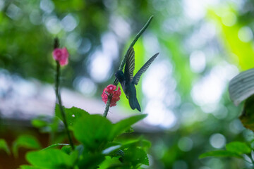 colibrí o chupaflor © FFACTO