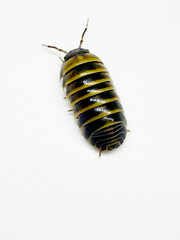 Armadillidium Badium Castledaccia Isopods