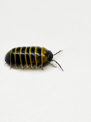 Armadillidium Badium Castledaccia Isopods