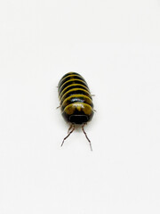 Armadillidium Badium Castledaccia Isopods