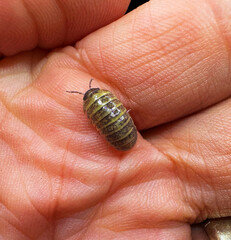Armadillidium Badium Castledaccia Isopods