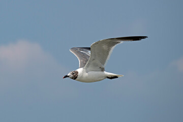 Obraz premium Laughing Gull in flight in blue sky, copy space.