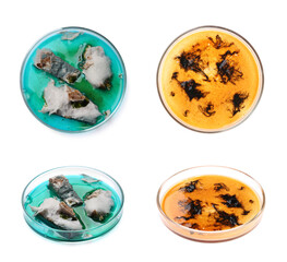 Set of Petri dishes with different bacteria colonies on white background, top and side views