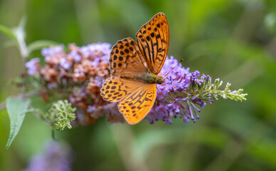 Silver-washed fritillary (Argynnis paphia) on a purple buddleia in the garden