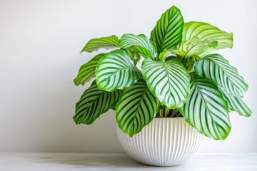 Obraz premium Vibrant green indoor plant in white pot neutral background