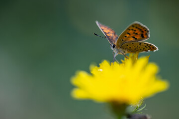 Orange butterfly on a yellow dandelion flower. Close up.