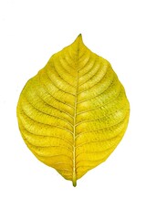 Fototapeta premium autumn leaf isolated on white