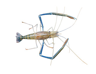 Fresh giant river prawn isolated on a white background