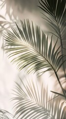 Fototapeta premium Palm Leaf Casting Light and Shadow on White Wall