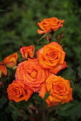 bouquet of  orange roses in spring 