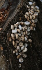 lots of snail shells on a stump