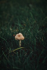 White mushroom in the green forest