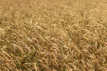 Background of ripening ears of rye field. Close up photo of nature. Harvest concept. Field of agricultural crops. Ears of a rye field close-up