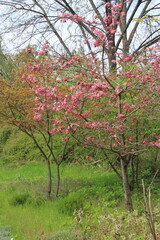 Naklejka premium Pink sacura tree in the green garden 