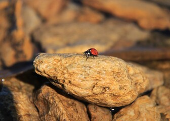Red ladybug sits on a stone