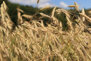 Background of ripening ears of rye field. Close up photo of nature. Harvest concept. Field of...