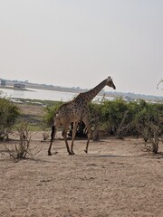 giraffe in the savannah