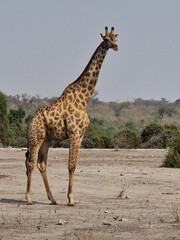 giraffe in the savannah