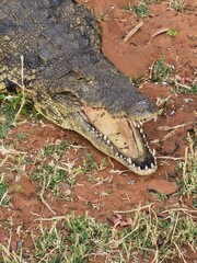 Smiling Crocodile 
