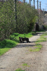a couple of cats on the road