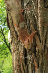 red squirrel on a tree in the forest