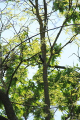 woodpecker on a tree in the forest