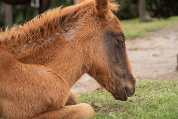 a small pony sits on the ground to rest with its legs folded, its thick brown hair covering its...