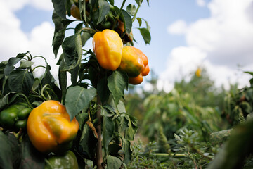 Yellow Bell Peppers Growing in the Field