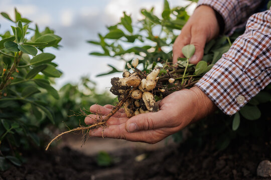 farmer's hands holding freshly picked peanuts in a field