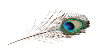 Obraz premium Peacock feather transparent background