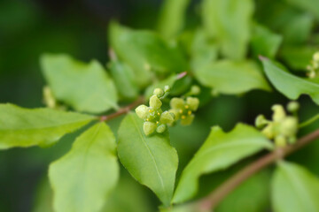 Burning Bush branch with small flowers