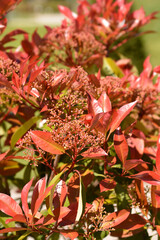 Photinia Red Robin flower buds