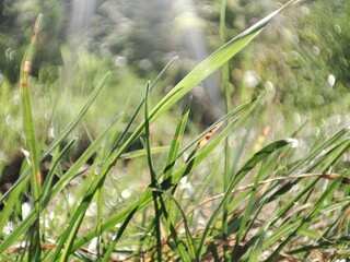 Nature