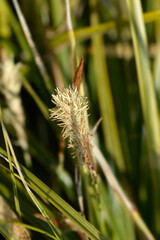 Japanese Sedge Everlime flower